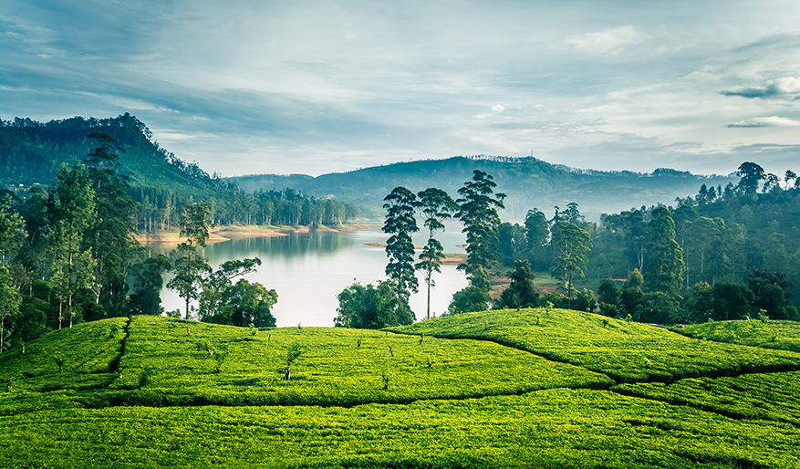 Why Is Kerala Considered the Ideal Destination for Ayurvedic Treatment?