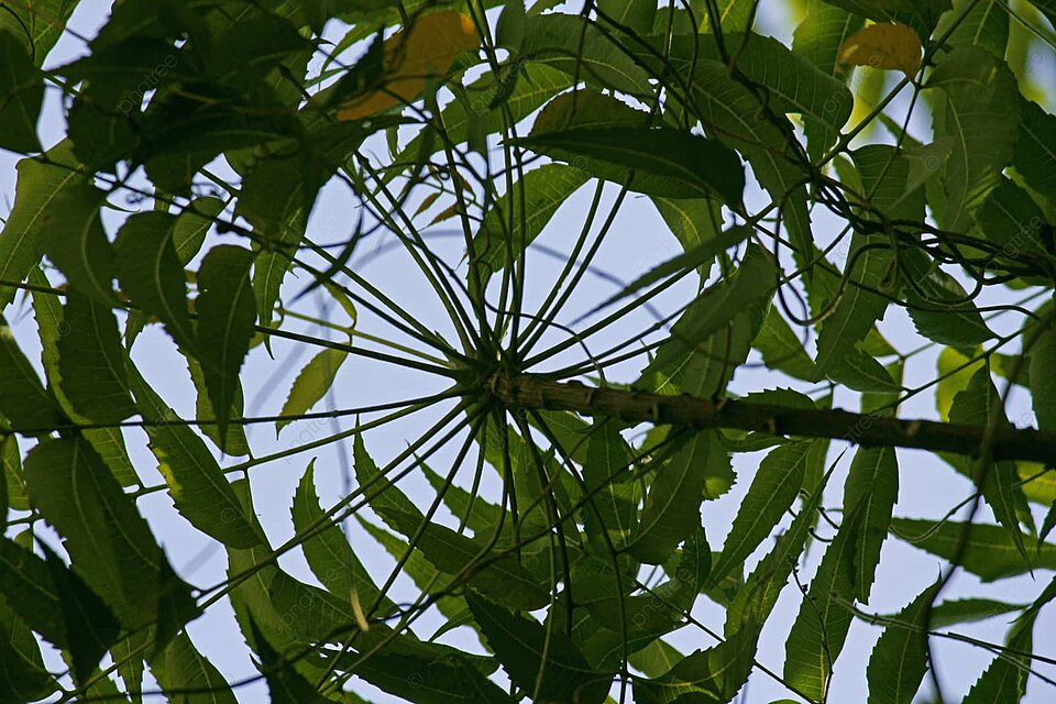 Wayanad United: Shatavari Ayurveda’s Commitment to Healing and Hope